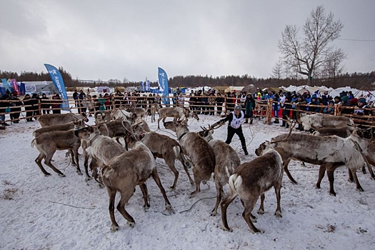 В Якутии стартовал заключительный день чемпионата по оленеводству