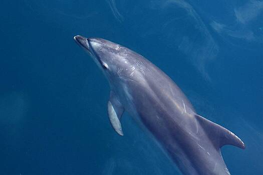 Жертва сексуально озабоченного дельфина рассказала о нападении