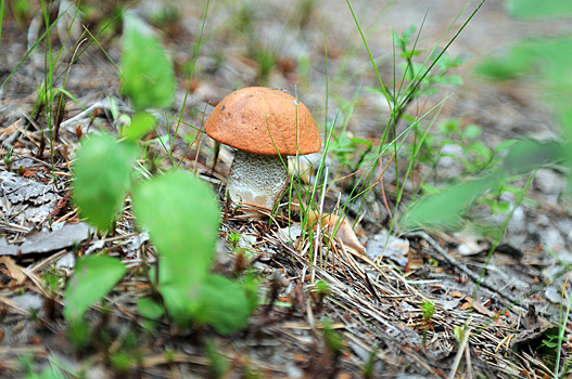 Спасатели Сочи трижды выезжали на поиски грибников в лесу