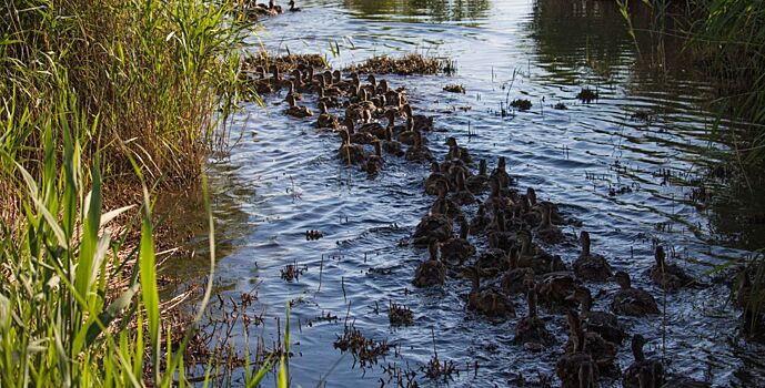 В Веселовское водохранилище выпустили тысячу уток-крякв