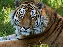 На острове Русский создадут парк тигров