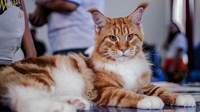 Секрет красоты кошки, победившей в World Cat Federation в категории «ветераны»