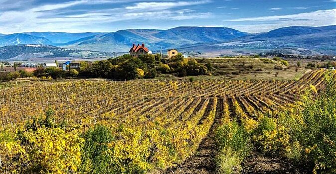 Аграрии Крыма в этом году перевыполнили план по сбору винограда
