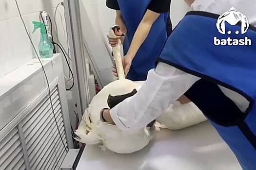 Лебедь ударился о дерево и упал к ногам своего спасителя в России