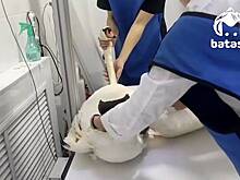 Лебедь ударился о дерево и упал к ногам своего спасителя в России