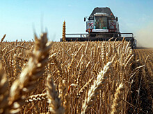 Грузия захотела отказаться от российской пшеницы