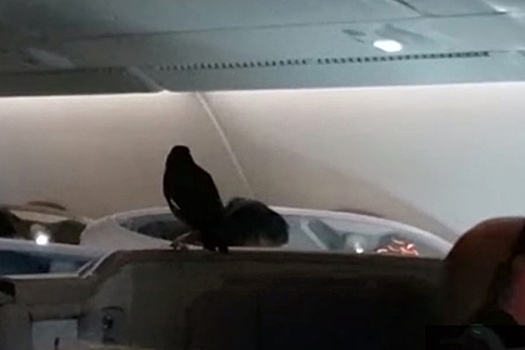 Залетевшая в бизнес-класс птица всполошила пассажиров и экипаж самолета
