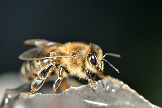 Россельхознадзор ведет проверку по 19 обращениям о гибели пчел