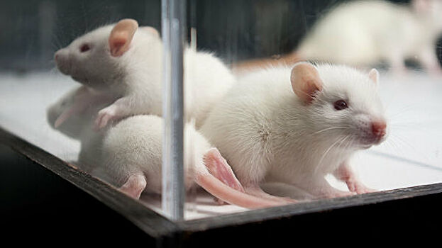 ФПИ разработал технологию выявления коронавируса у людей с помощью крыс