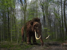 Учёные начали воскрешать мамонтов