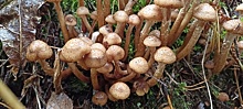 Много ложных: грибник рассказал, начался ли в калининградских лесах сезон опят