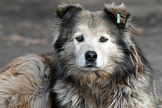 Российские регионы самостоятельно решат проблему бездомных животных