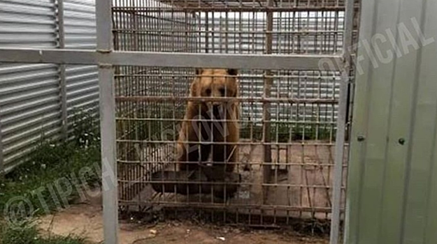 Над медведем издевались на смотровой площадке вблизи Кисловодска