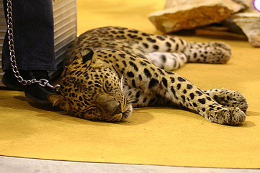 В Саратове возбуждено уголовное дело по факту нападения леопарда на девочку