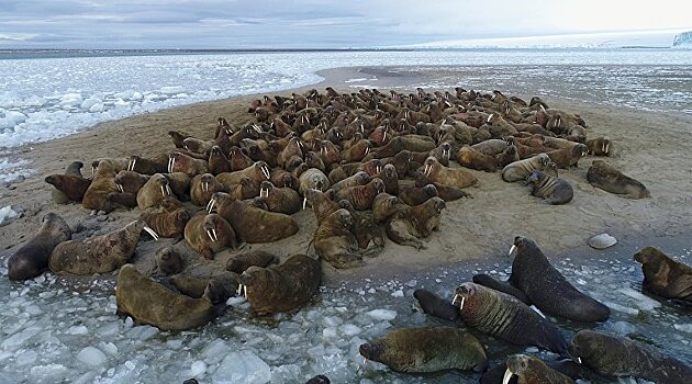 Морж может весить 1,5 тонны, и здесь их 70 тысяч
