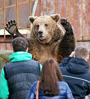Реакция на ребрендинг: медведь с похмелья, «Деревня дураков»