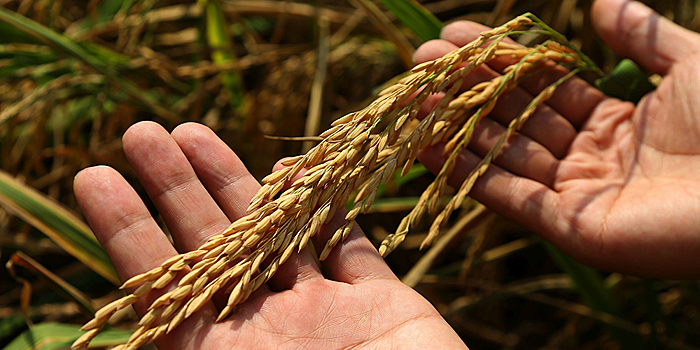 Китай помогает Непалу в выращивании гибридного риса и курурузы