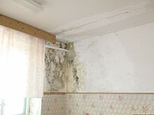 Грибок до Москвы доведет. Волгоградскую больницу сняли столичные журналисты