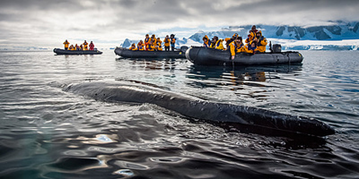 Пингвины, медведи и океан: арктические и антарктические гиды о работе мечты