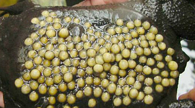 Создания, которых можно снимать в ужасах