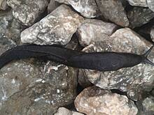 Слизня-рекордсмена показали россиянам