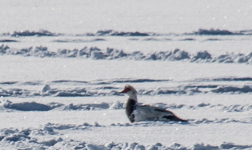 В Курской области пройдёт учёт зимующих водоплавающих птиц