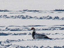 В Курской области пройдёт учёт зимующих водоплавающих птиц