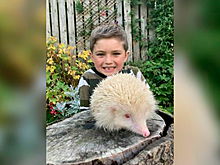 Шестилетний мальчик спас редчайшего ежика-альбиноса