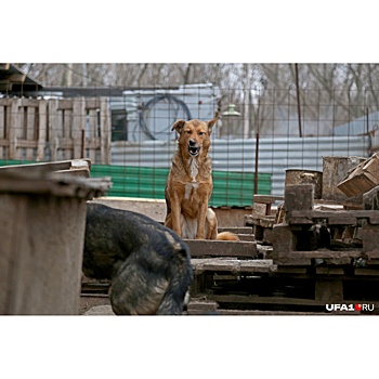 В Уфе появится государственный приют для бездомных животных