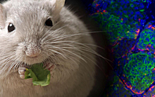 Крысам-диабетикам восстановили поджелудочную