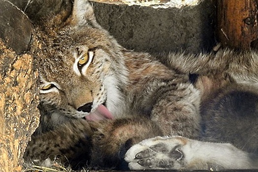 Сотрудники Московского зоопарка рассказали, как животные ведут себя в жару