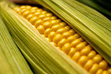 Китай начал отказываться от поставок украинской кукурузы