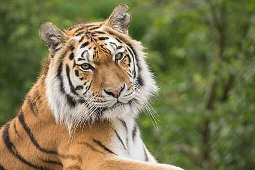 Зооэксперт Арамилев: при встрече с тигром нельзя делать резких движений
