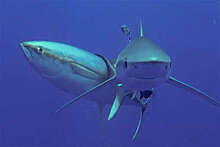 Ученые сняли на фото чесание тунца об акулу