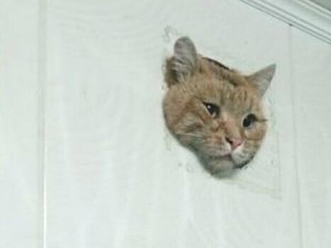 В Уфе спасли застрявшего в квартирной вентиляции кота