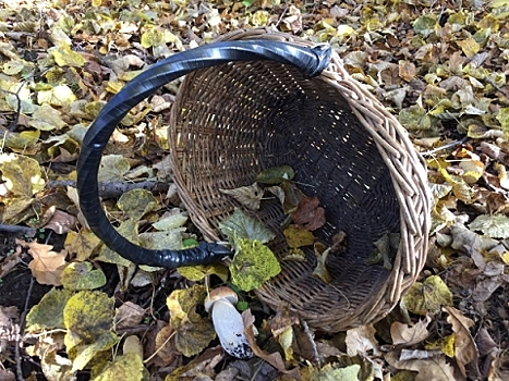 Волонтеры раскрыли самые грибные места Нижегородской области