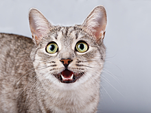 Кот показал чужаку, кто тут хозяин