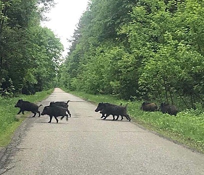 Фото дня: Целое семейство кабанов было замечено в Володарском районе