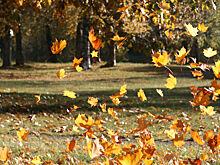 Стало известно, как аномально теплая осень отразилась на фауне Московского региона