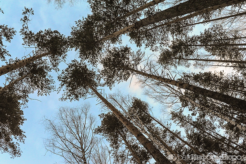 Трехсотлетняя сосна из Свердловской области претендует на статус дерева года