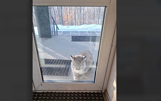 Жители Зеи заметили рысь в городе