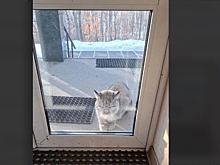 Жители Зеи заметили рысь в городе