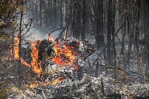 В Австралии из-за рекордной жары готовятся к росту пожаров