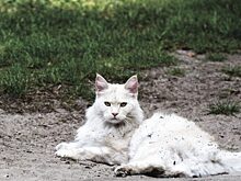 Женщина нашла на обочине дороги бездомного кота и приютила его. Вскоре оказалось, что это редкое и дорогое животное