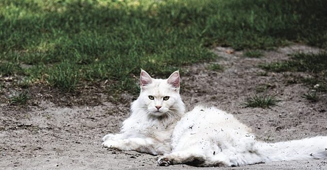 Женщина нашла на обочине дороги бездомного кота и приютила его. Вскоре оказалось, что это редкое и дорогое животное