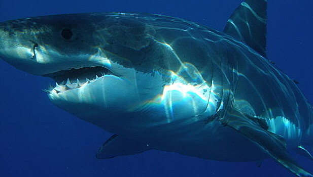 В Египте обеспокоены появившимся видео с дайверами и акулой у Шарм-эш-Шейха