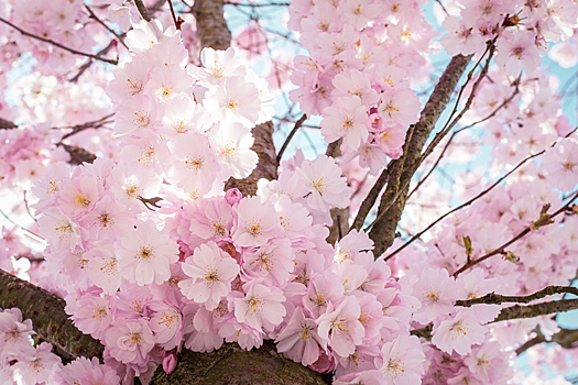 Цветение сакуры в Японии и Корее – 2020
