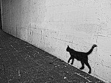 Выставка фотографий кошек открылась в библиотеке на Усиевича
