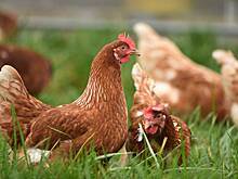 People: Американка наехала на курицу и поплатилась за это