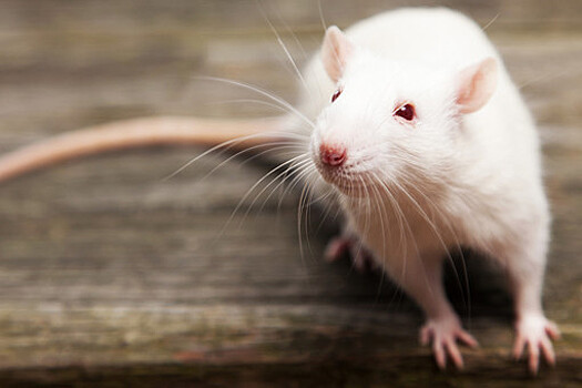 Крыса безмозглая: что помогает ей выжить